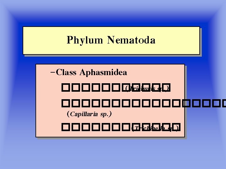 Phylum Nematoda –Class Aphasmidea ������ (Trichuris sp. ) ��������� (Capillaria sp. ) ������ (Trichinella