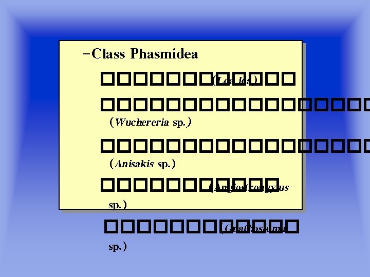 –Class Phasmidea ������ (Loa loa) ��������� (Wuchereria sp. ) ��������� (Anisakis sp. ) ������