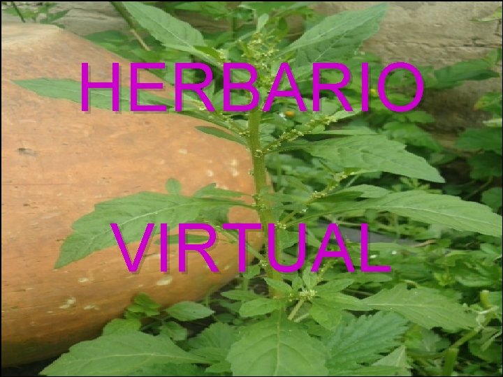 HERBARIO VIRTUAL 