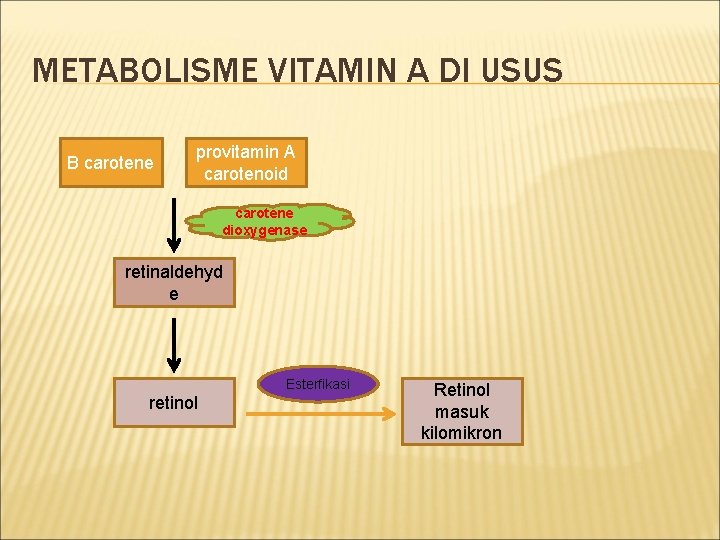 METABOLISME VITAMIN A DI USUS Β carotene provitamin A carotenoid carotene dioxygenase retinaldehyd e
