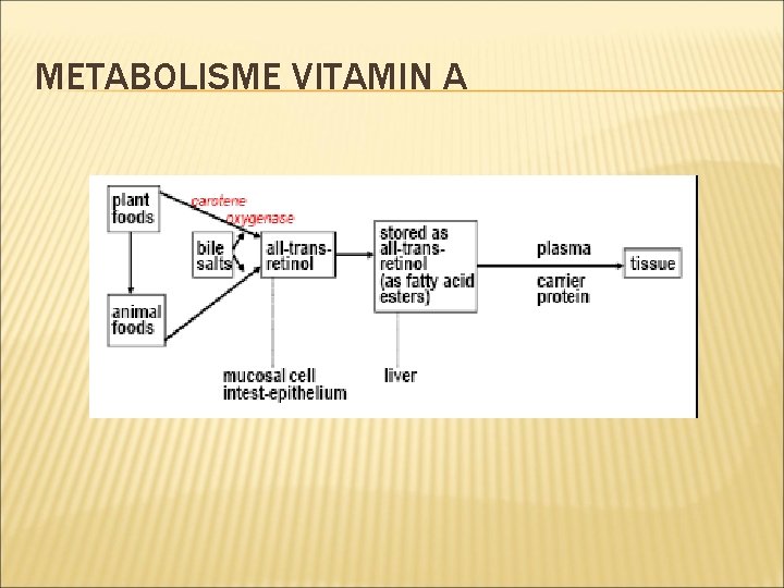 METABOLISME VITAMIN A 