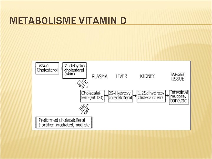 METABOLISME VITAMIN D 