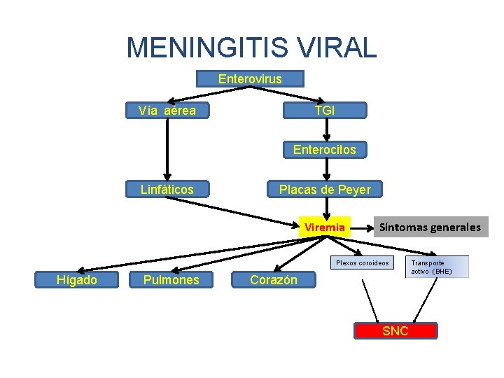 MENINGITIS VIRAL Enterovirus Vía aérea TGI Enterocitos Linfáticos Placas de Peyer Viremia Síntomas generales