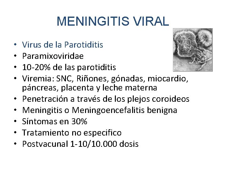 MENINGITIS VIRAL • • • Virus de la Parotiditis Paramixoviridae 10 -20% de las