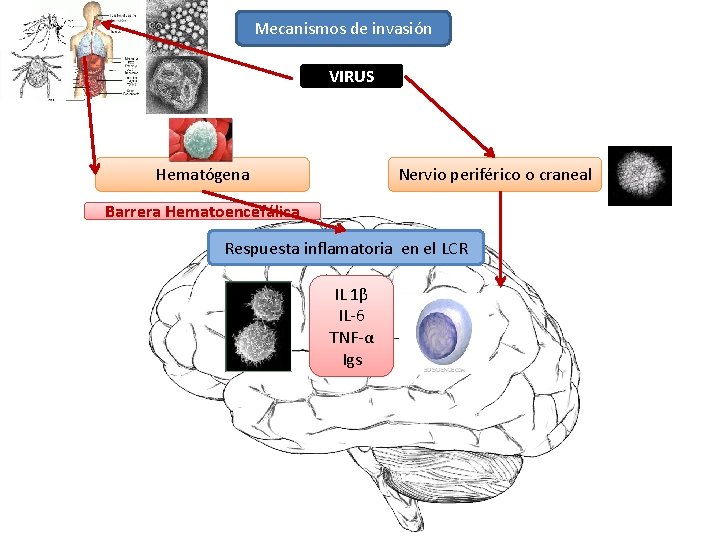 Mecanismos de invasión VIRUS Hematógena Nervio periférico o craneal Barrera Hematoencefálica Respuesta inflamatoria en