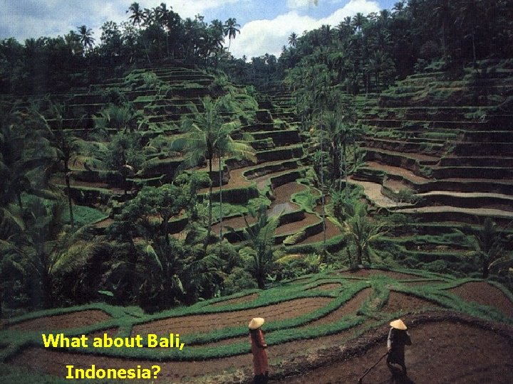 What about Bali, Indonesia? What about Bali, Indonesia?
