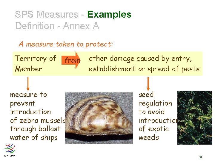 SPS Measures - Examples Definition - Annex A A measure taken to protect: Territory