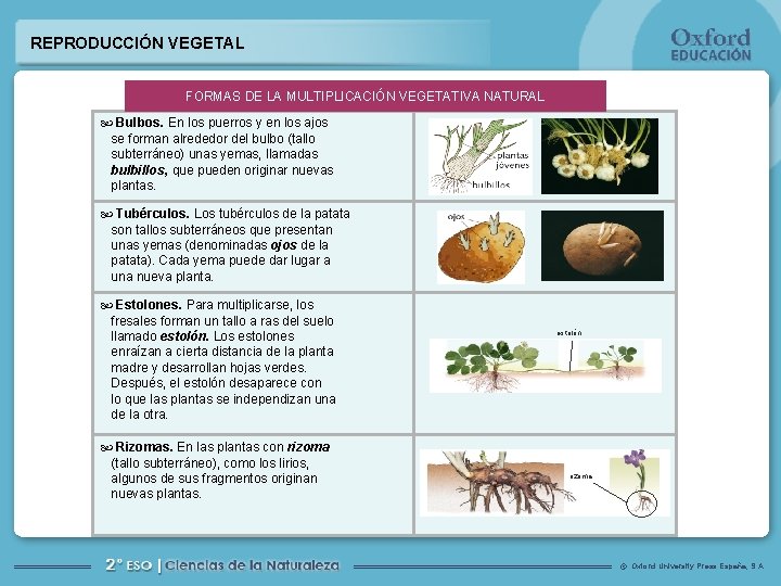 REPRODUCCIN VEGETAL En las plantas se dan tres