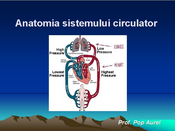 Anatomia sistemului circulator Prof. Pop Aurel Anatomia sistemului circulator Prof. Pop Aurel