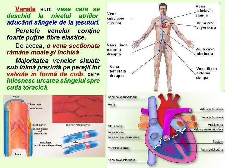 Venele sunt vase care se deschid la nivelul atriilor, aducând sângele de la ţesuturi. Venele sunt vase care se deschid la nivelul atriilor, aducând sângele de la ţesuturi.