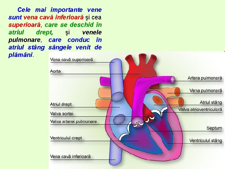 Cele mai importante vene sunt vena cavă inferioară şi cea superioară, care se deschid Cele mai importante vene sunt vena cavă inferioară şi cea superioară, care se deschid