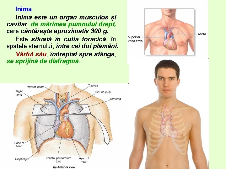 Inima este un organ musculos și cavitar, de mărimea pumnului drept, care cântărește aproximativ Inima este un organ musculos și cavitar, de mărimea pumnului drept, care cântărește aproximativ