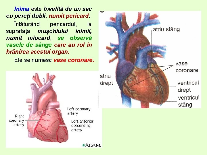 Inima este învelită de un sac cu pereți dubli, numit pericard. Înlăturând pericardul, la Inima este învelită de un sac cu pereți dubli, numit pericard. Înlăturând pericardul, la