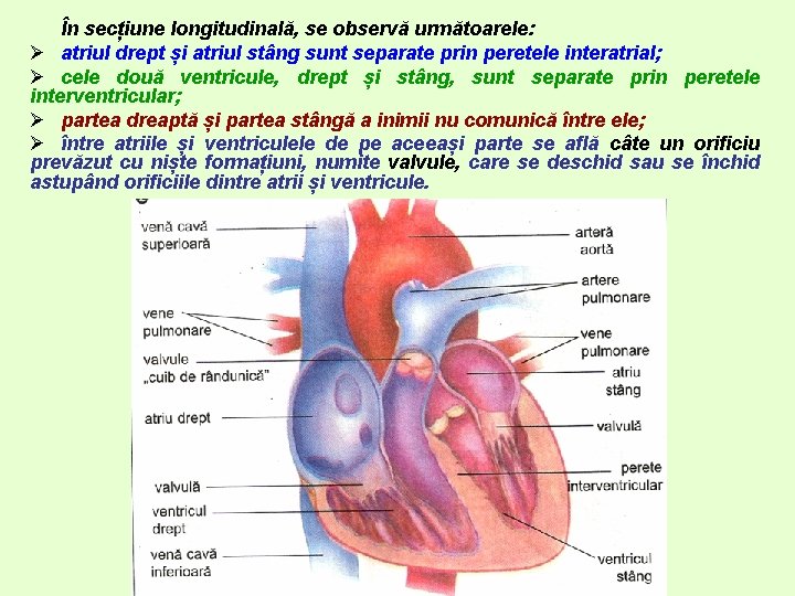 În secțiune longitudinală, se observă următoarele: Ø atriul drept și atriul stâng sunt separate În secțiune longitudinală, se observă următoarele: Ø atriul drept și atriul stâng sunt separate