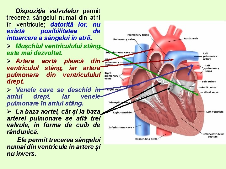 Dispoziția valvulelor permit trecerea sângelui numai din atrii în ventricule; datorită lor, nu există Dispoziția valvulelor permit trecerea sângelui numai din atrii în ventricule; datorită lor, nu există