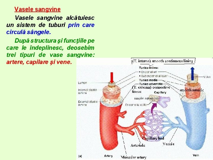 Vasele sangvine alcătuiesc un sistem de tuburi prin care circulă sângele. După structura şi Vasele sangvine alcătuiesc un sistem de tuburi prin care circulă sângele. După structura şi