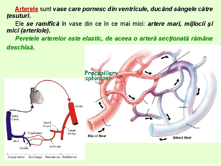 Arterele sunt vase care pornesc din ventricule, ducând sângele către ţesuturi. Ele se ramifică Arterele sunt vase care pornesc din ventricule, ducând sângele către ţesuturi. Ele se ramifică