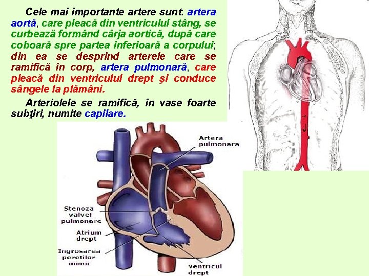 Cele mai importante artere sunt: artera aortă, care pleacă din ventriculul stâng, se curbează Cele mai importante artere sunt: artera aortă, care pleacă din ventriculul stâng, se curbează