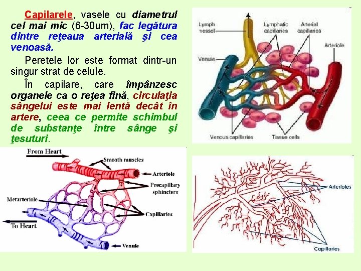 Capilarele, vasele cu diametrul cel mai mic (6 -30 um), fac legătura dintre reţeaua Capilarele, vasele cu diametrul cel mai mic (6 -30 um), fac legătura dintre reţeaua