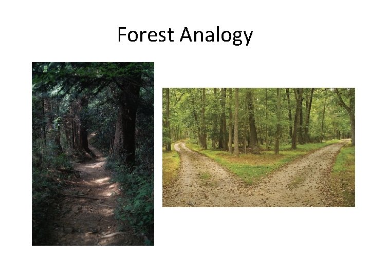 Forest Analogy 