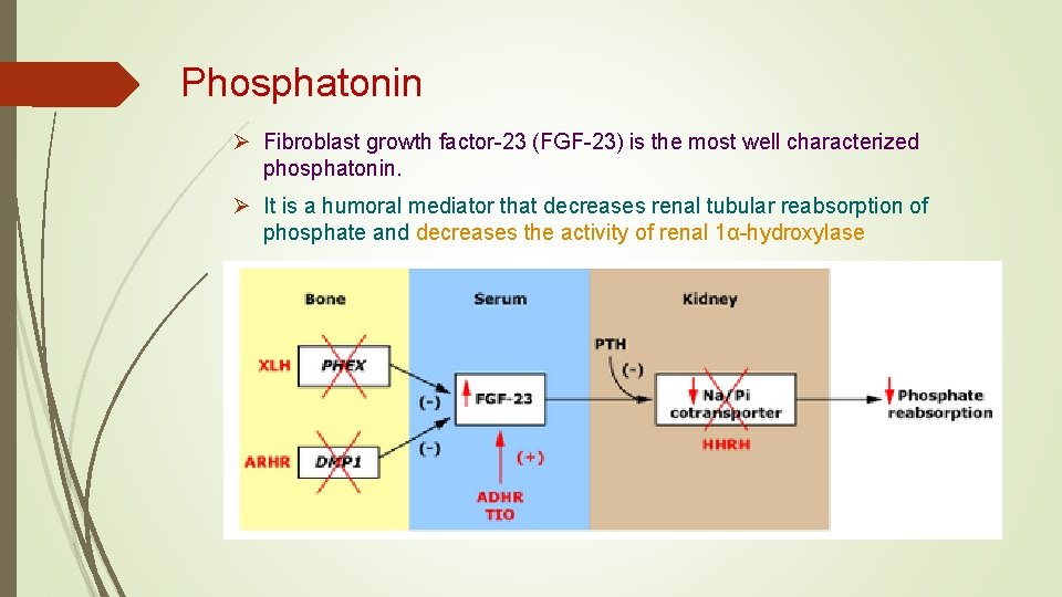 Phosphatonin Ø Fibroblast growth factor-23 (FGF-23) is the most well characterized phosphatonin. Ø It