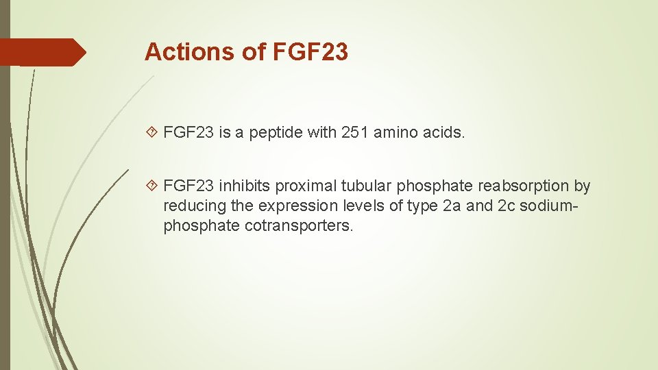 Actions of FGF 23 is a peptide with 251 amino acids. FGF 23 inhibits