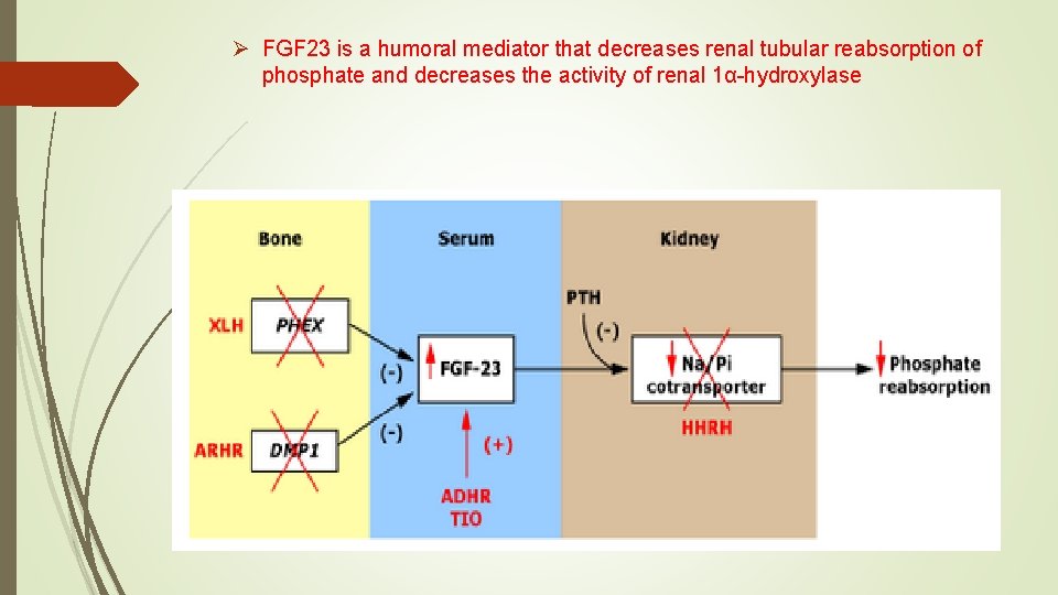 Ø FGF 23 is a humoral mediator that decreases renal tubular reabsorption of phosphate