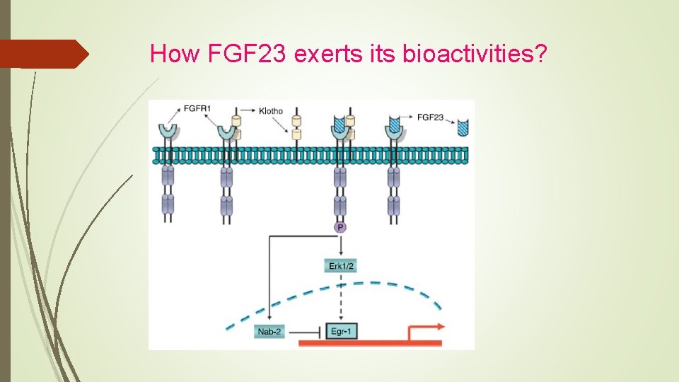 How FGF 23 exerts its bioactivities? 