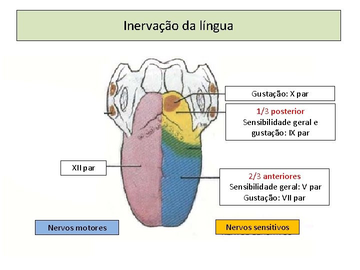Inervação da língua Gustação: X par 1/3 posterior Sensibilidade geral e gustação: IX par