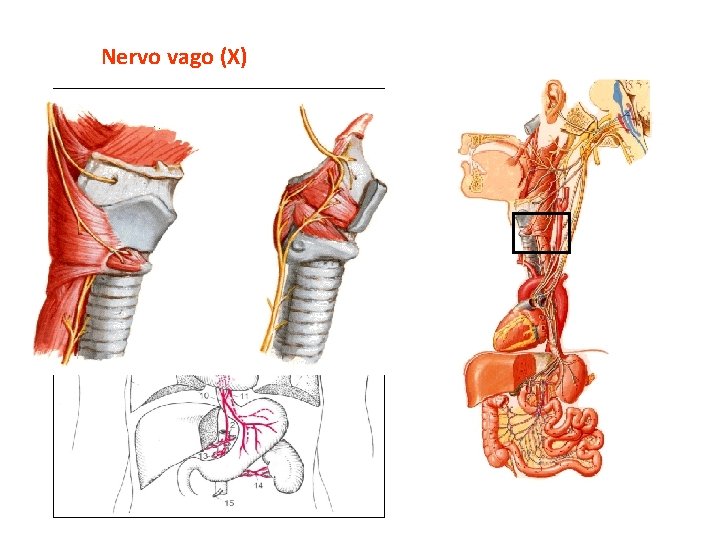 Nervo vago (X) 