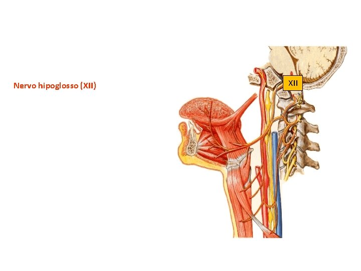 Nervo hipoglosso (XII) XII 