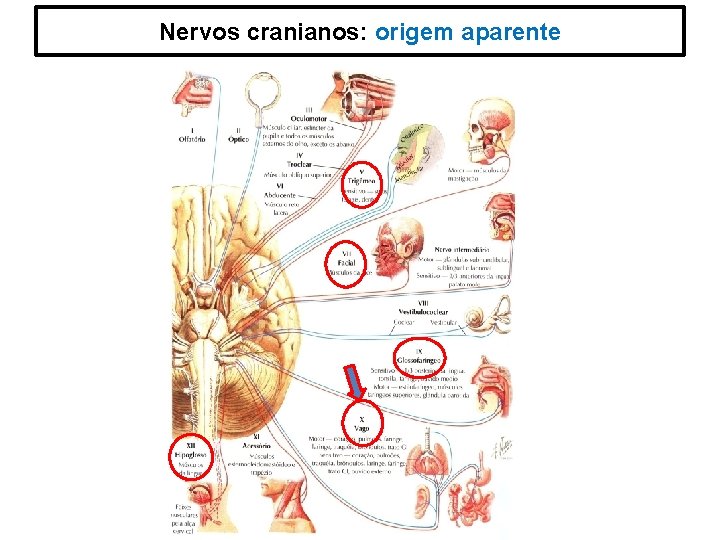 Nervos cranianos: origem aparente 