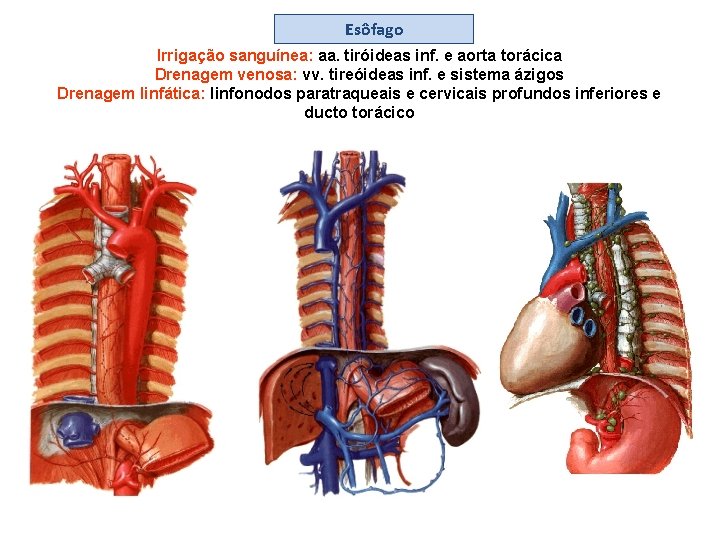 Esôfago Irrigação sanguínea: aa. tiróideas inf. e aorta torácica Drenagem venosa: vv. tireóideas inf.