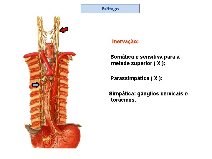 Esôfago Inervação: Somática e sensitiva para a metade superior ( X ); Parassimpática (