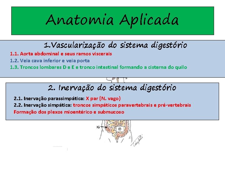 Anatomia Aplicada 1. Vascularização do sistema digestório 1. 1. Aorta abdominal e seus ramos