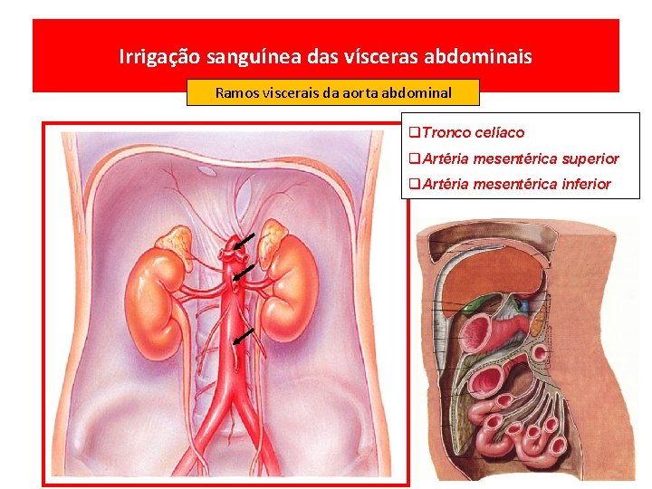 Irrigação sanguínea das vísceras abdominais Ramos viscerais da aorta abdominal q. Tronco celíaco q.