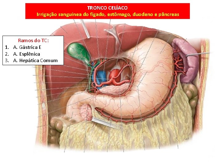 TRONCO CELÍACO Irrigação sanguínea do fígado, estômago, duodeno e pâncreas Ramos do TC: 1.