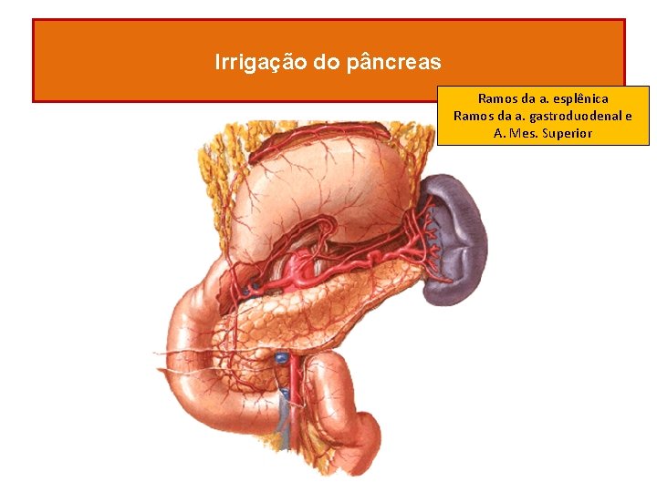 Irrigação do pâncreas Ramos da a. esplênica Ramos da a. gastroduodenal e A. Mes.