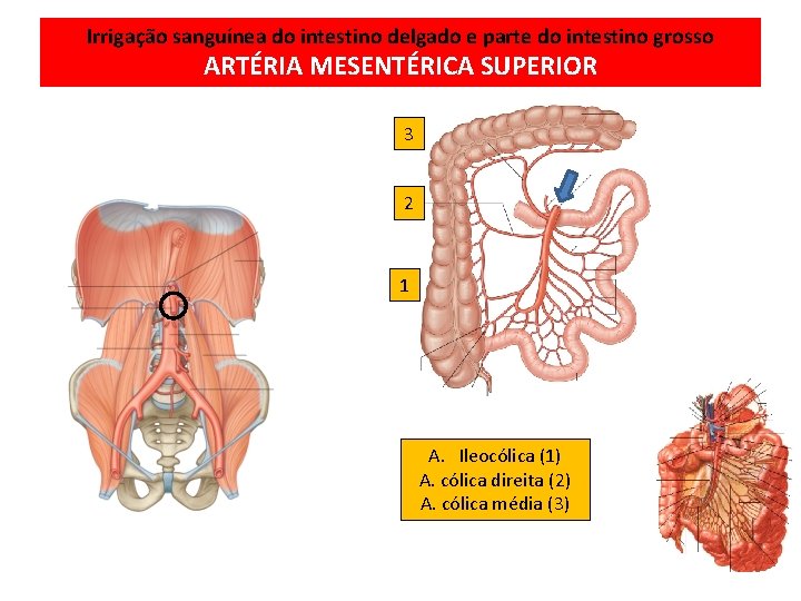 Irrigação sanguínea do intestino delgado e parte do intestino grosso ARTÉRIA MESENTÉRICA SUPERIOR 3