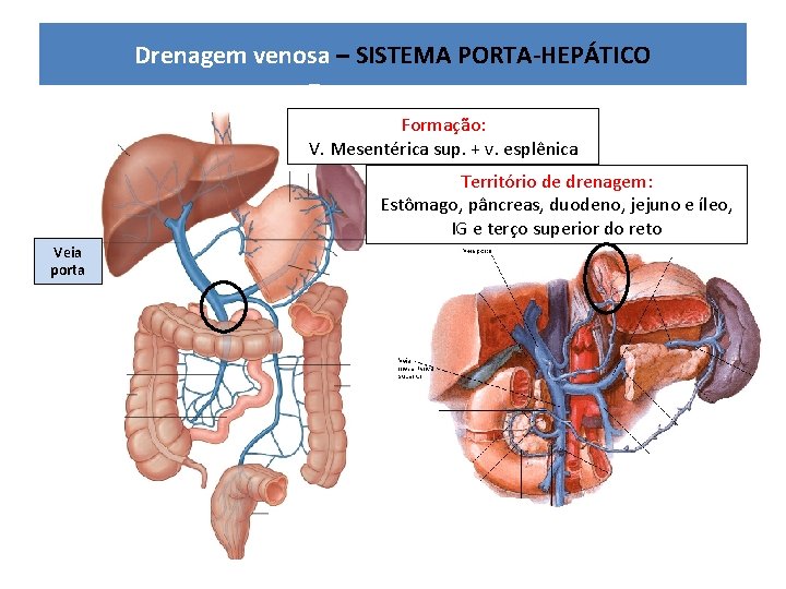 Drenagem venosa – SISTEMA PORTA-HEPÁTICO Formação: V. Mesentérica sup. + v. esplênica Território de