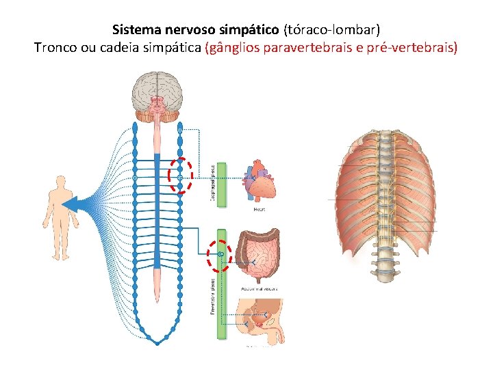 Sistema nervoso simpático (tóraco-lombar) Tronco ou cadeia simpática (gânglios paravertebrais e pré-vertebrais) 