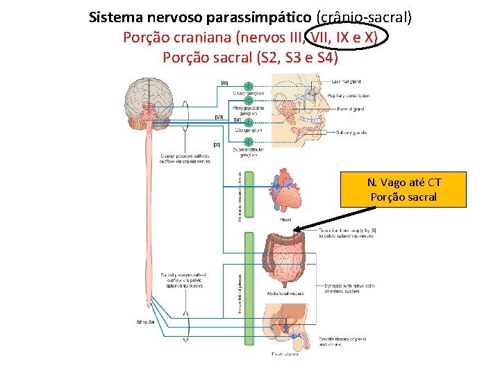 Sistema nervoso parassimpático (crânio-sacral) Porção craniana (nervos III, VII, IX e X) Porção sacral