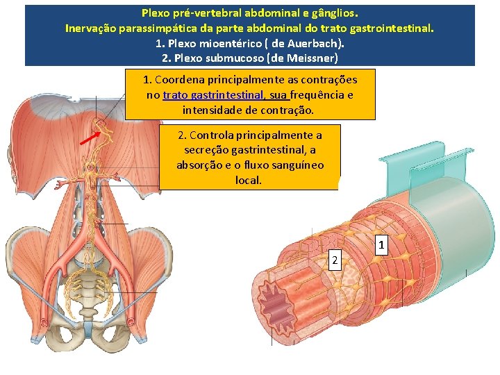 Plexo pré-vertebral abdominal e gânglios. Inervação parassimpática da parte abdominal do trato gastrointestinal. 1.