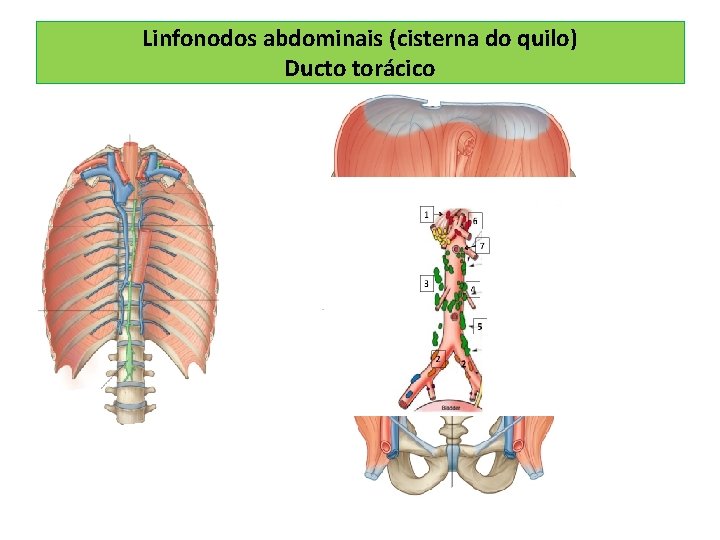 Linfonodos abdominais (cisterna do quilo) Ducto torácico 