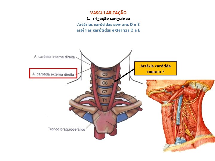 VASCULARIZAÇÃO 1. Irrigação sanguínea Artérias carótidas comuns D e E artérias carótidas externas D