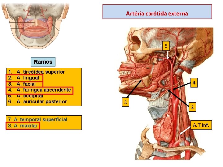 Artéria carótida externa 5 Ramos 1. 2. 3. 4. 5. 6. A. tireóidea superior