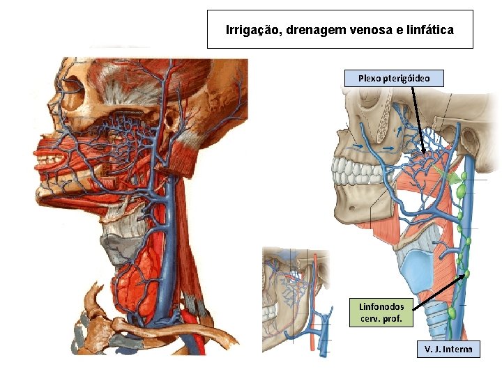 Irrigação, drenagem venosa e linfática Plexo pterigóideo A. Far. Asc. A. Lingual Linfonodos cerv.