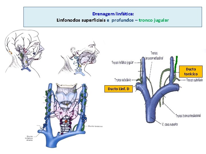  Drenagem linfática: Linfonodos superficiais e profundos – tronco jugular Ducto torácico Ducto Linf.