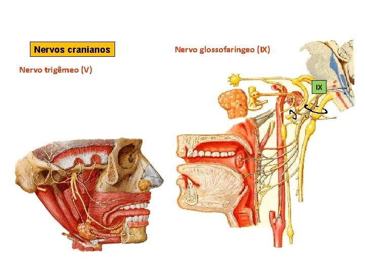 Nervos cranianos Nervo trigêmeo (V) Nervo glossofaríngeo (IX) IX 