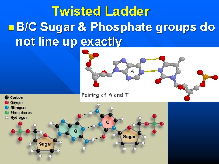 Twisted Ladder n B/C Sugar & Phosphate groups do not line up exactly 